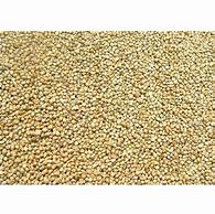 Image result for Bajra Seed Pic