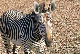 Image result for Equus Zebra Hartmannae