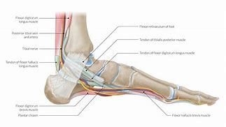 Image result for Tendons Near Lateral Malleolus