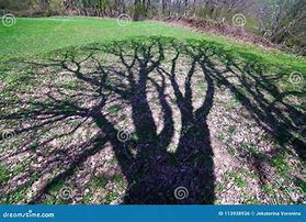 Image result for Oak Tree Shadow