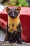 Image result for Black Pine Marten