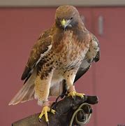 Image result for Ontario Birds of Prey