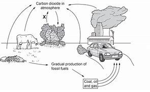 Image result for Basic Carbon Cycle Diagram