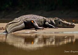 Image result for Biggest Caiman