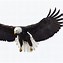 Image result for Albino Bald Eagle