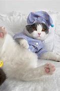 Image result for Cat Clothes