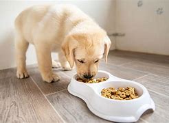 Image result for Puppy Eating Food