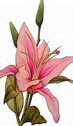 Image result for White Stargazer Lily Art