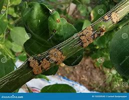 Image result for Citrus Plant Stem