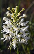 Image result for Fringed Orchid