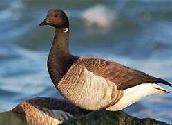 Image result for Branta Black Bird