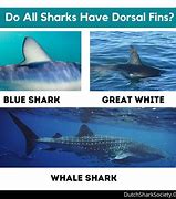 Image result for Fins Up Shark