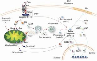 Image result for Caspase Antibody