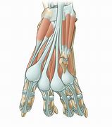 Image result for Manus Region Anatomy