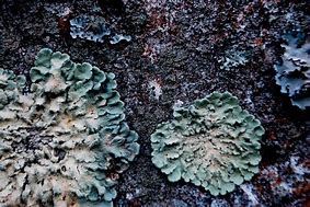 Image result for Fungus Texture