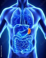 Image result for Spleen in Human Body