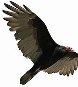 Image result for Vulture Flying