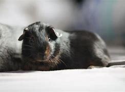 Image result for Tan Guinea Pig