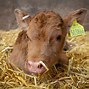 Image result for Prid Cattle