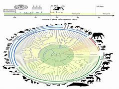 Image result for Phylogenetic Tree of Animal Evolution