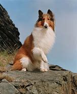 Image result for Poor Lassie