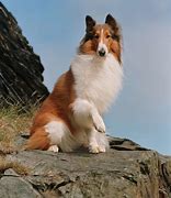 Image result for Lassie Show