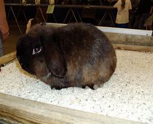 Image result for Siamese Sable Lionhead Rabbit