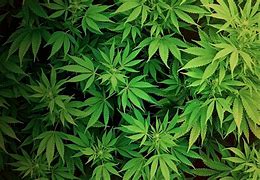 Image result for Weed Background 1920X1080