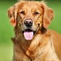 Image result for Pink Tooth Dog