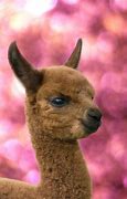 Image result for Cute Fluffy Baby Alpacas