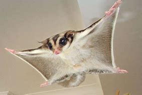 Image result for Adorable Sugar Glider