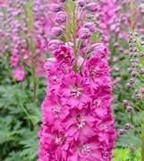 Image result for Pink Delphinium Flower