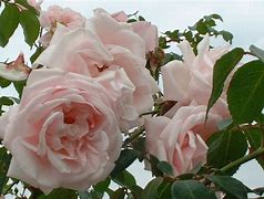 Image result for New Dawn Climbing Rose