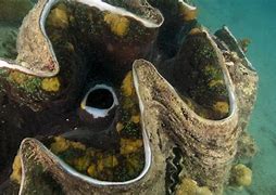 Image result for Beautiful Giant Clam