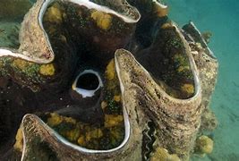 Image result for Mutated Giant Clam