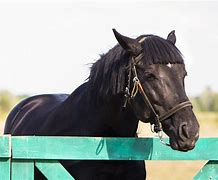 Image result for Horse Mane Haircut