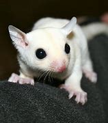 Image result for Albino Sugar Glider