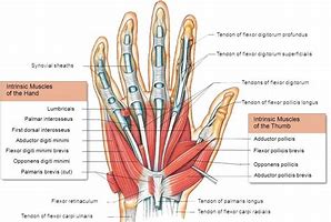 Image result for Hand Nerve Innervation