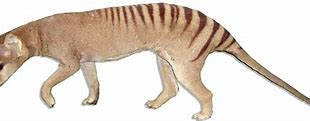 Image result for Thylacine Habitat