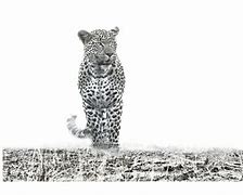 Image result for Leopard Front