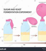 Image result for Yeast Sugar Fruit Alcohol