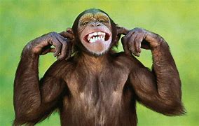 Image result for Monkey Funny Faces Wallpaper