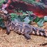 Image result for Paleosuchus