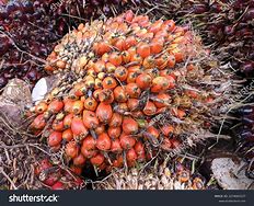 Image result for KELAPA SAWIT