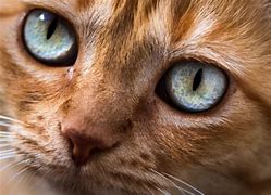 Image result for Cat Eye Problems