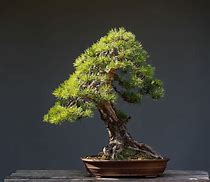 Image result for Bonsai Pine Tree