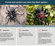 Image result for Early Spider Bite