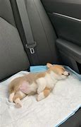 Image result for Adorable Baby Corgi