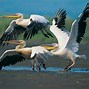 Image result for Flying Animals with 4 Feet