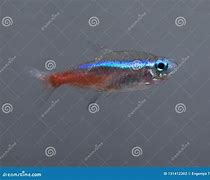 Image result for Neon Aquarium Fish